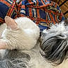 cat, dog, pets, animals, cuddling, sleeping, fluffy, white_cat, shaggy_dog, gray_fur, white_fur, pet_portrait, close_up, indoors, blanket, plaid, cozy, friendship, relaxing, home