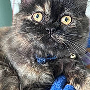 Nyx is registered to the contest to win money with this photo: animal, bell, blue_blanket, cat, close_up, collar, cute, domestic, face, feline, fluffy, fur, indoor, pet, portrait, resting, soft, tortoiseshell, whiskers, yellow_eyes