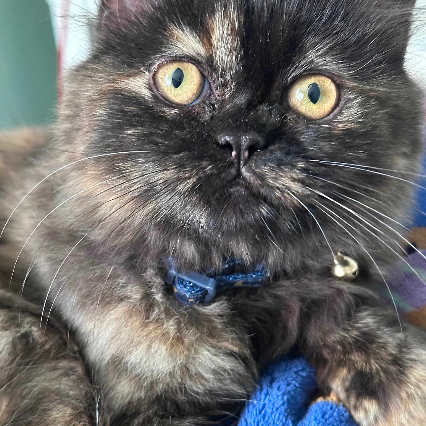 Nyx