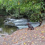 Arès a rejoint le concours — aidez-le/la à gagner de superbes lots ! dog, chocolate_labrador, river, stream, forest, trees, leaves, autumn, nature, outdoor, water, riverbank, animal, pet, canine, brown_dog, landscape, scenery, peaceful, wildlife