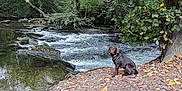 Arès a rejoint le concours — aidez-le/la à gagner de superbes lots ! animal, autumn, brown_dog, canine, chocolate_labrador, dog, forest, landscape, leaves, nature, outdoor, peaceful, pet, river, riverbank, scenery, stream, trees, water, wildlife