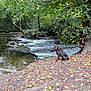 dog, chocolate_labrador, river, stream, forest, trees, leaves, autumn, nature, outdoor, water, riverbank, animal, pet, canine, brown_dog, landscape, scenery, peaceful, wildlife