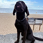 Arès participe au concours pour gagner de l'argent avec cette photo : animal, beach, black_dog, clouds, collar, concrete, daytime, dog, leash, nature, outdoor, pet, playful, puppy, sand, sea, sitting, sky, tongue_out, water