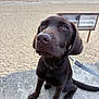 Arès participe au concours pour gagner de l'argent avec cette photo : animal, background_blur, beach, canine, chocolate, close_up, concrete, curious, daytime, dog, labrador, leash, nature, outdoor, pet, puppy, sand, sea, sitting, young