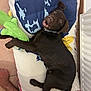 dog, puppy, chocolate_labrador, toy, plush_toy, pillow, floor, tile_floor, happy, playful, pet, indoor, brown_fur, collar, lying_down, looking_up, cute, animal, companion, resting