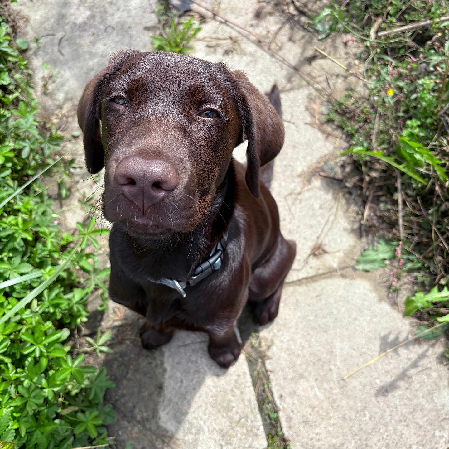 Arès participe au concours pour gagner de l'argent avec cette photo : adorable, animal, canine, chocolate_labrador, collar, cute, daylight, dog, fur, greenery, looking_up, nature, outdoor, path, pet, plants, puppy, sitting, stone, young