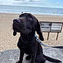 Arès a rejoint le concours — aidez-le/la à gagner de superbes lots ! animal, beach, black_labrador, canine, clouds, concrete, curious, daytime, dog, leash, nature, ocean, outdoor, pet, puppy, sand, sitting, sky, water, young_dog