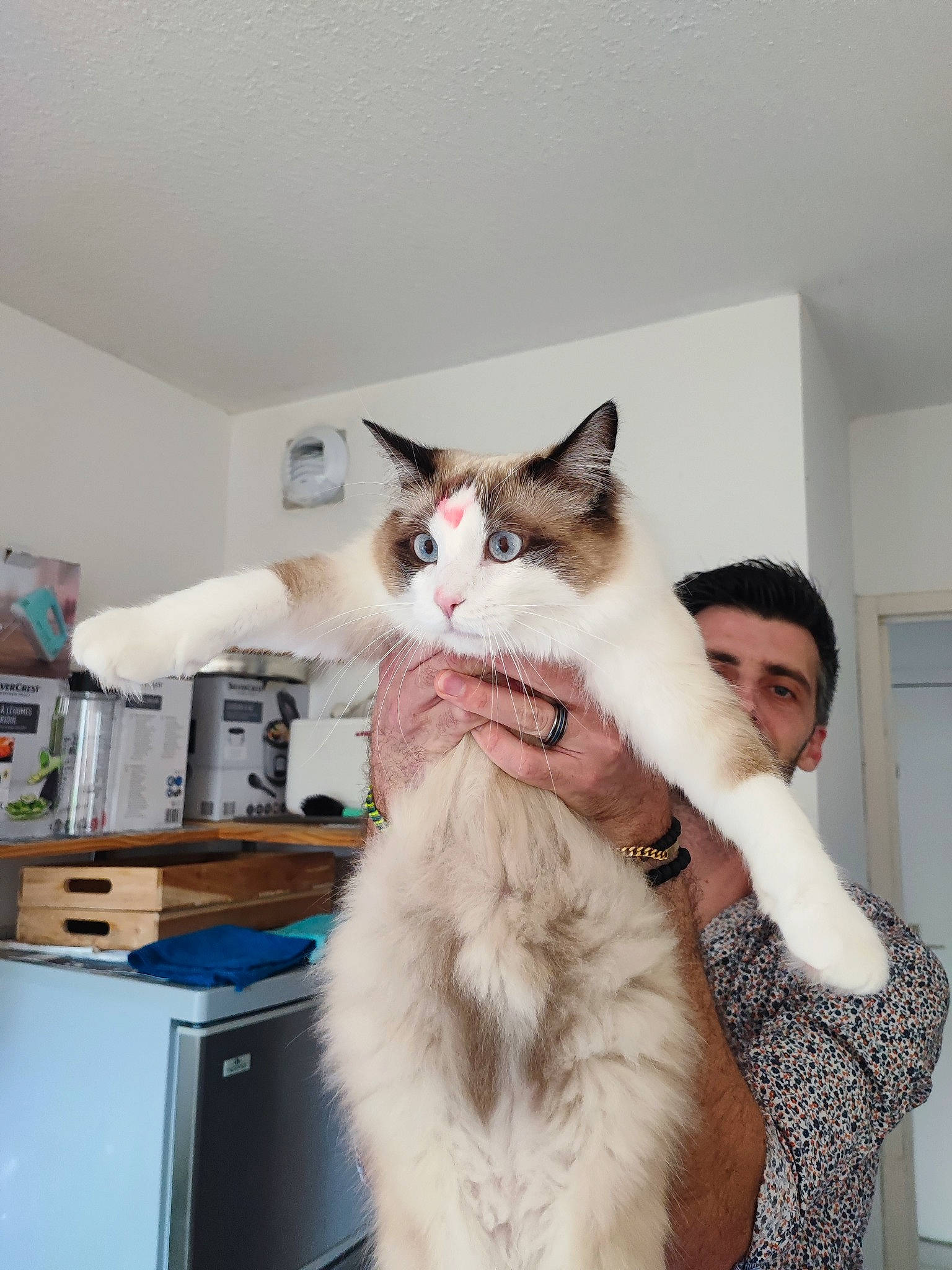 Tutti a rejoint le concours — aidez-le/la à gagner de superbes lots ! carnivore, cat, comfort, domestic_short_haired_cat, drawer, felidae, fur, gesture, home_appliance, room, small_to_medium_sized_cats, smile, tail, whiskers