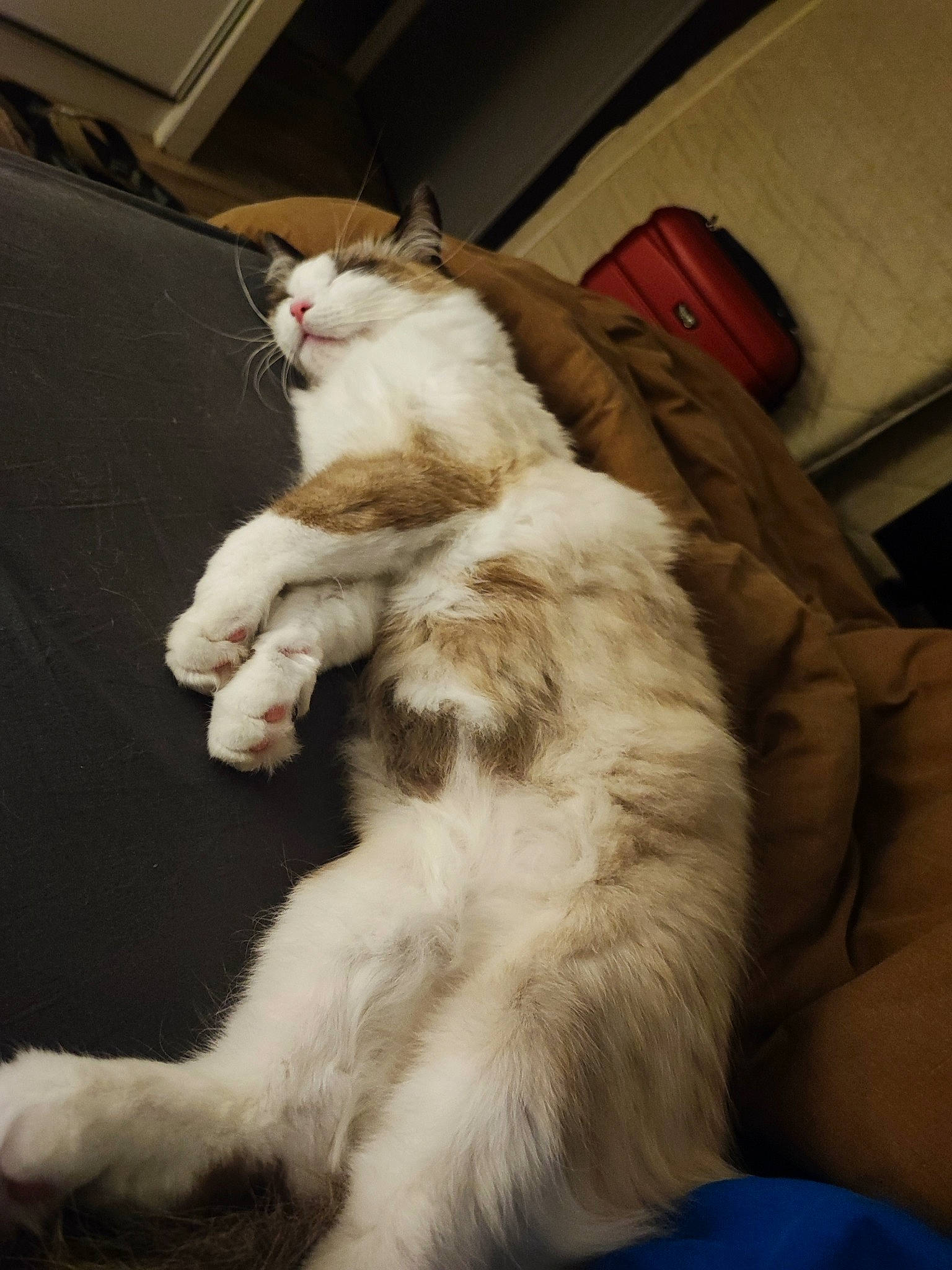 Tutti participe au concours pour gagner de l'argent avec cette photo : carnivore, cat, claw, comfort, fawn, felidae, fur, lap, nap, paw, room, small_to_medium_sized_cats, tail, whiskers, wood