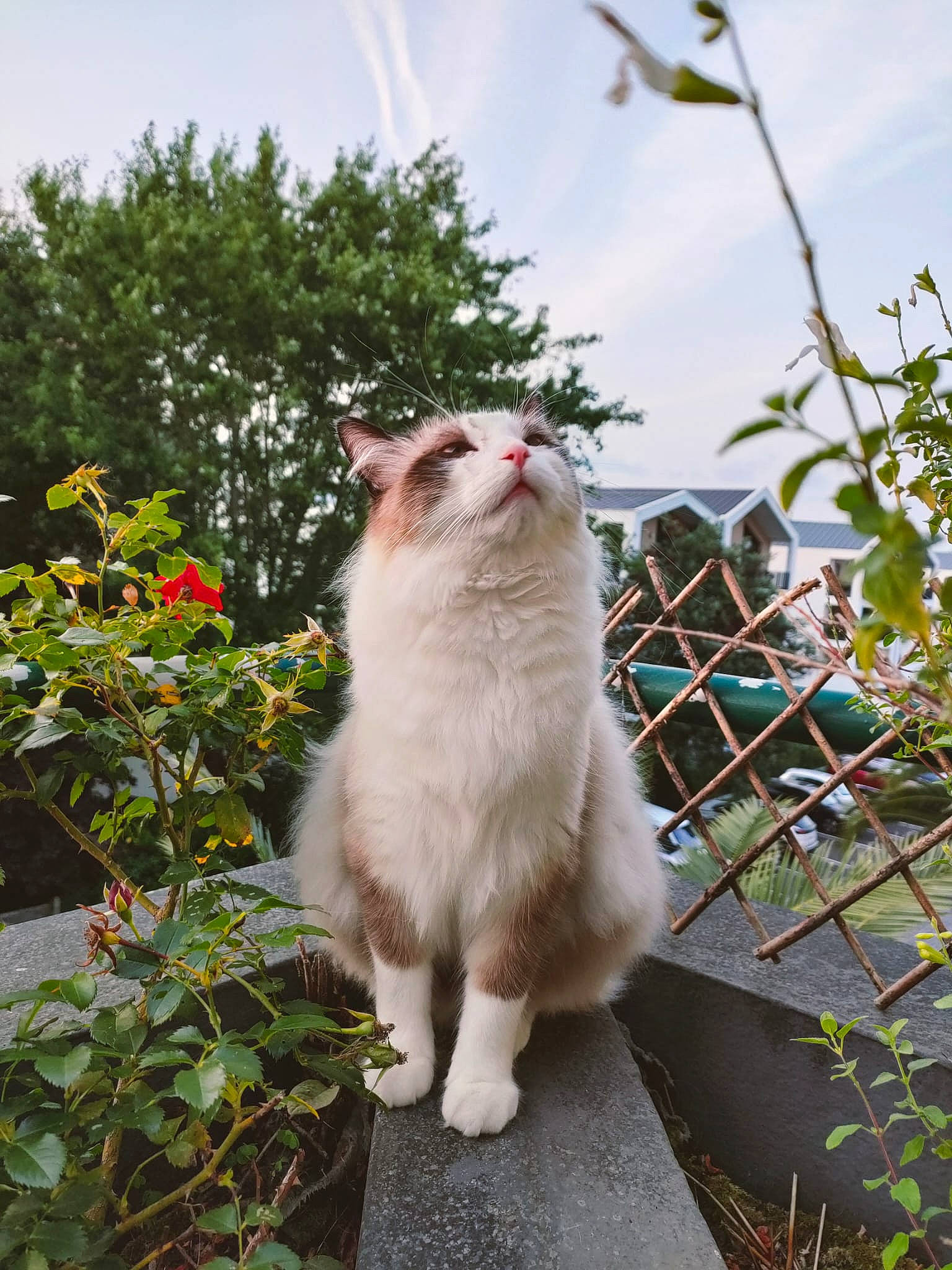 Tutti a rejoint le concours — aidez-le/la à gagner de superbes lots ! carnivore, cat, cloud, domestic_short_haired_cat, fawn, felidae, fence, flower, fur, garden, grass, mesh, plant, sky, small_to_medium_sized_cats, snout, tail, tree, whiskers, wire_fencing