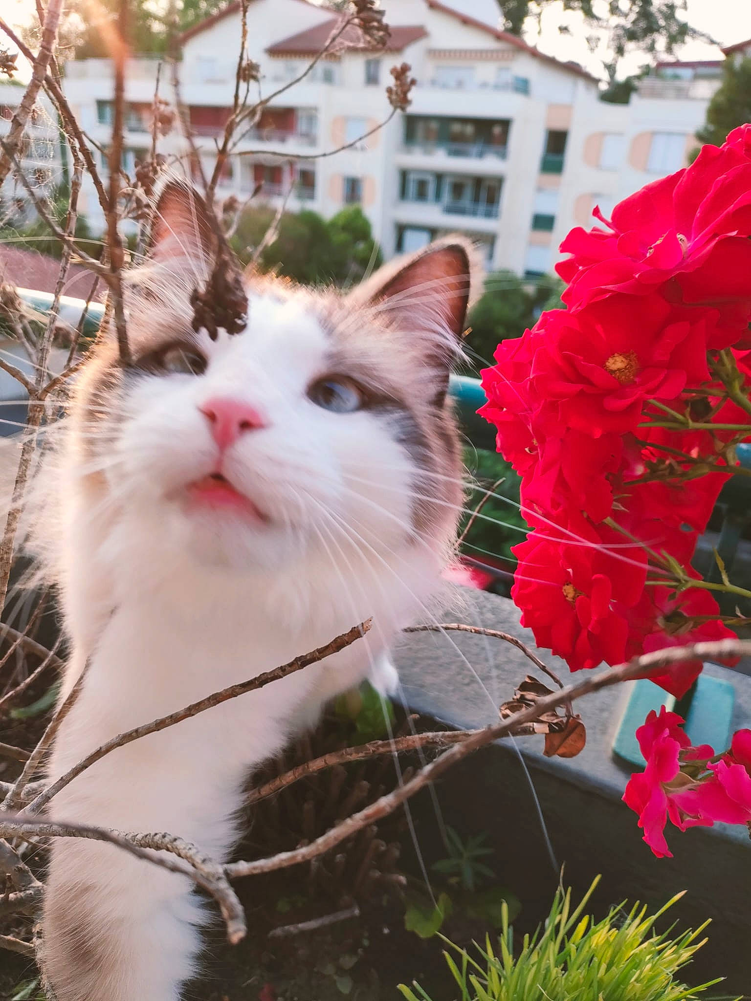 Tutti a rejoint le concours — aidez-le/la à gagner de superbes lots ! annual_plant, branch, building, carnivore, cat, close_up, event, felidae, flower, fur, grass, herbaceous_plant, house, petal, plant, small_to_medium_sized_cats, tree, twig, whiskers, window