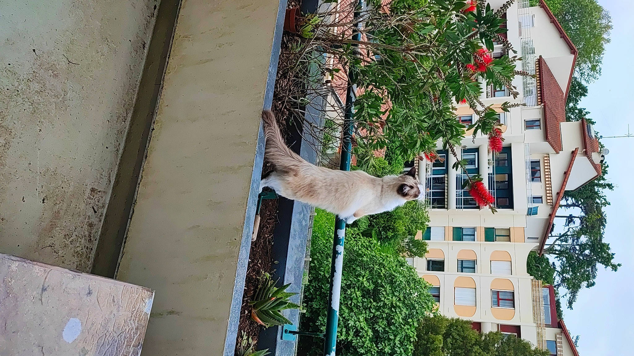 Tutti participe au concours pour gagner de l'argent avec cette photo : building, canidae, facade, fawn, felidae, flower, flowerpot, house, palm_tree, plant, roof, sash_window, small_to_medium_sized_cats, sporting_group, tail, tree, twig, wildlife, window, wood