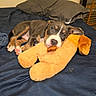 Ozzy joined the competition — help win amazing prizes! animal, bed, blanket, brown, comfort, cozy, cute, dog, ears, face, fur, indoor, paw, pet, puppy, resting, sleepy, soft, stuffed_toy, white