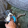 Ozzy is registered to the contest to win money with this photo: black, blanket, brown, carpet, chewing, closeup, cute, dog, fun, hand, home, indoor, interaction, paw, pet, playing, puppy, toy, white, young_dog