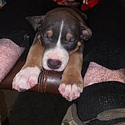 Ozzy is registered to the contest to win money with this photo: animal, black, brown, closeup, cozy, cute, dog, fur, indoors, leather, legs, napping, person, pet, pink_paws, puppy, relaxation, resting, sleeping, white