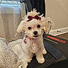 Molly joined the competition — help win amazing prizes! puppy, dog, white_fur, bow, treadmill, blanket, indoor, pet, cute, small_dog, collar, heart_tag, floor, curtains, window, furniture, cozy, looking_at_camera, fluffy, adorable