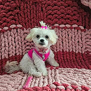 Molly joined the competition — help win amazing prizes! dog, puppy, white_dog, pink_harness, pink_hair_ties, chunky_knit_blanket, red_blanket, pink_blanket, cute, pet, small_dog, sitting, fluffy, indoor, cozy, looking_at_camera, adorable, toy, fur, collar