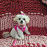 dog, puppy, white_dog, pink_harness, pink_hair_ties, chunky_knit_blanket, red_blanket, pink_blanket, cute, pet, small_dog, sitting, fluffy, indoor, cozy, looking_at_camera, adorable, toy, fur, collar