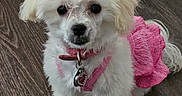 Molly is registered to the contest to win money with this photo: puppy, dog, pink_bow, pink_dress, fluffy, small_dog, pet, indoor, wooden_floor, cute, adorable, animal, collar, tag, white_fur, young_dog, portrait, pet_accessory, looking_at_camera, domestic_animal