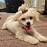 Molly joined the competition — help win amazing prizes! dog, puppy, white_fur, carpet, indoor, tongue_out, playful, pet, cute, fluffy, hair_tie, purple_flower, small_dog, lying_down, fur, collar, domestic_animal, animal, friendly, happy