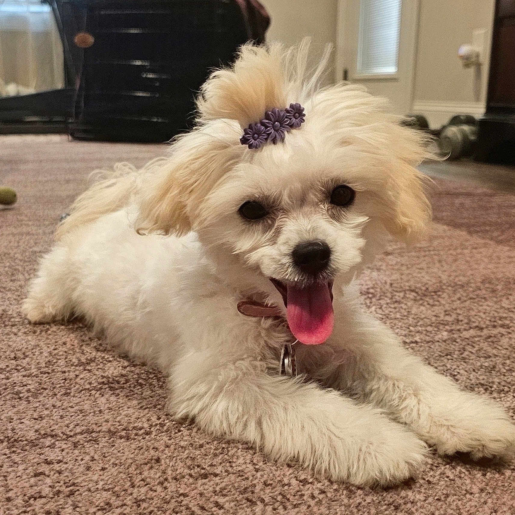 Molly joined the competition — help win amazing prizes! dog, puppy, white_fur, carpet, indoor, tongue_out, playful, pet, cute, fluffy, hair_tie, purple_flower, small_dog, lying_down, fur, collar, domestic_animal, animal, friendly, happy