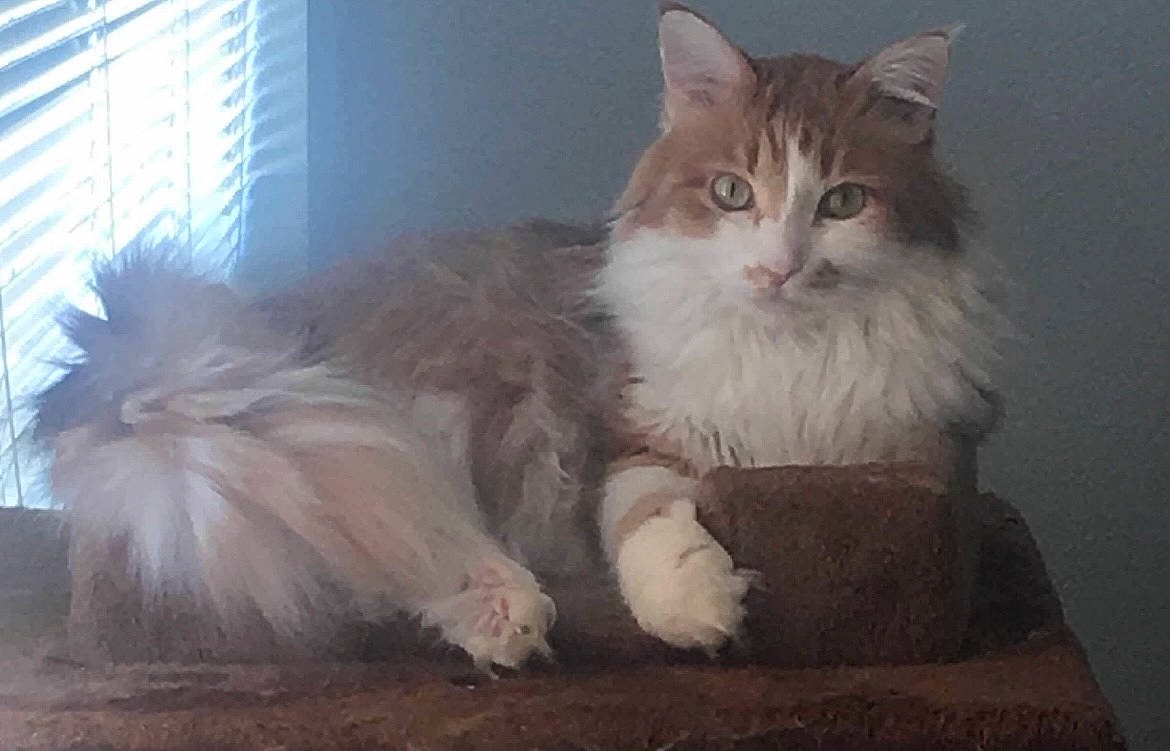 Jeffrey joined the competition — help win amazing prizes! british_longhair, carnivore, cat, claw, comfort, companion_dog, fawn, felidae, fur, iris, maine_coon, natural_material, paw, ragdoll, small_to_medium_sized_cats, snout, tail, terrestrial_animal, whiskers, window