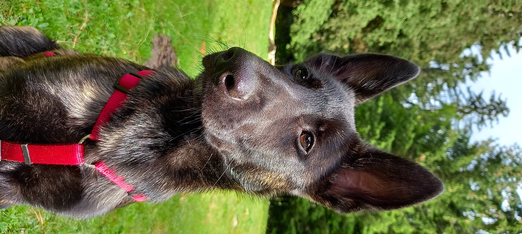 River a rejoint le concours — aidez-le/la à gagner de superbes lots ! borador, canidae, carnivore, close_up, collar, companion_dog, dog, dog_breed, dog_collar, ear, fawn, fur, grass, liver, plant, snout, sporting_group, whiskers, working_animal, working_dog