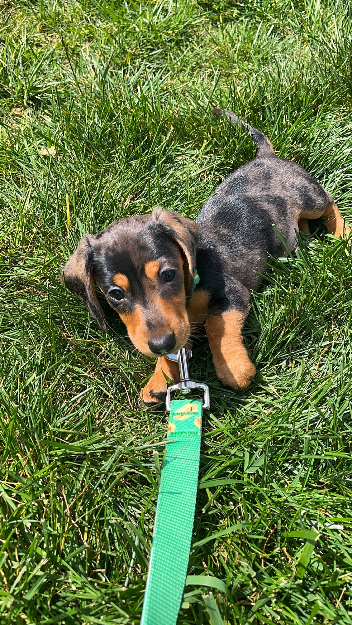 Naylor joined the competition — help win amazing prizes! carnivore, companion_dog, dobermann, dog, dog_breed, grass, grassland, groundcover, guard_dog, hunting_dog, plant, sporting_group, terrestrial_animal, terrestrial_plant, working_animal, working_dog