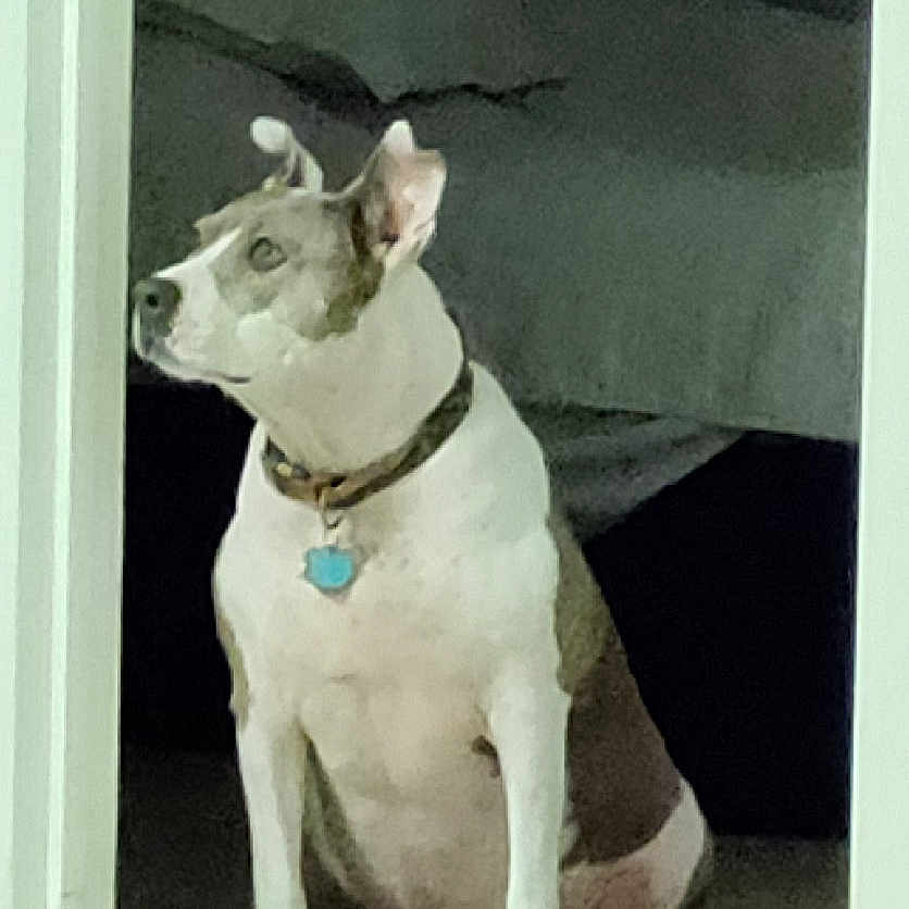 Rooroo joined the competition — help win amazing prizes! accessories, animal, ball, bostonbull, boxer, bulldog, canine, collar, dog, frenchbulldog, hound, husky, pet, pitbull, puppy, rock, snout, sport, terrier, whitedog