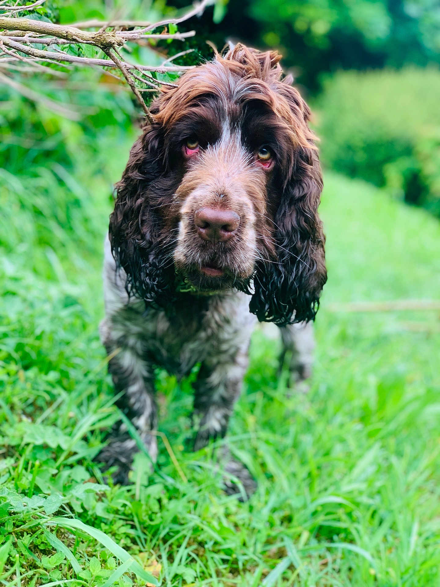Pedro participe au concours pour gagner de l'argent avec cette photo : dog, wet_fur, grass, outdoor, greenery, nature, pet, animal, canine, fur, closeup, curly_fur, brown_and_white, snout, ears, eyes, portrait, standing, garden, adventure