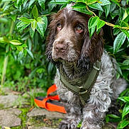 Pedro a rejoint le concours — aidez-le/la à gagner de superbes lots ! dog, pet, animal, outdoor, greenery, leaves, fur, harness, leash, path, curly_fur, brown_fur, portrait, nature, garden, sitting, closeup, canine, eyes, expression