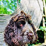 Pedro a rejoint le concours — aidez-le/la à gagner de superbes lots ! dog, portrait, close_up, curly_fur, brown_fur, outdoor, nature, greenery, wooden_structure, pet, canine, animal, collar, focused, background_blur, daylight, muzzle, ears, eyes, side_view