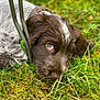 puppy, dog, grass, outdoor, nature, close_up, animal, pet, greenery, moss, young_dog, brown_and_white, cute, lying_down, fur, snout, ears, eyes, collar, playful