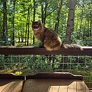 Tidbit joined the competition — help win amazing prizes! cat, fluffy, outdoor, forest, trees, wooden_railing, sunlight, shadow, greenery, nature, animal, pet, feline, curious, sitting, daylight, peaceful, wood, deck, wildlife