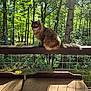 cat, fluffy, outdoor, forest, trees, wooden_railing, sunlight, shadow, greenery, nature, animal, pet, feline, curious, sitting, daylight, peaceful, wood, deck, wildlife