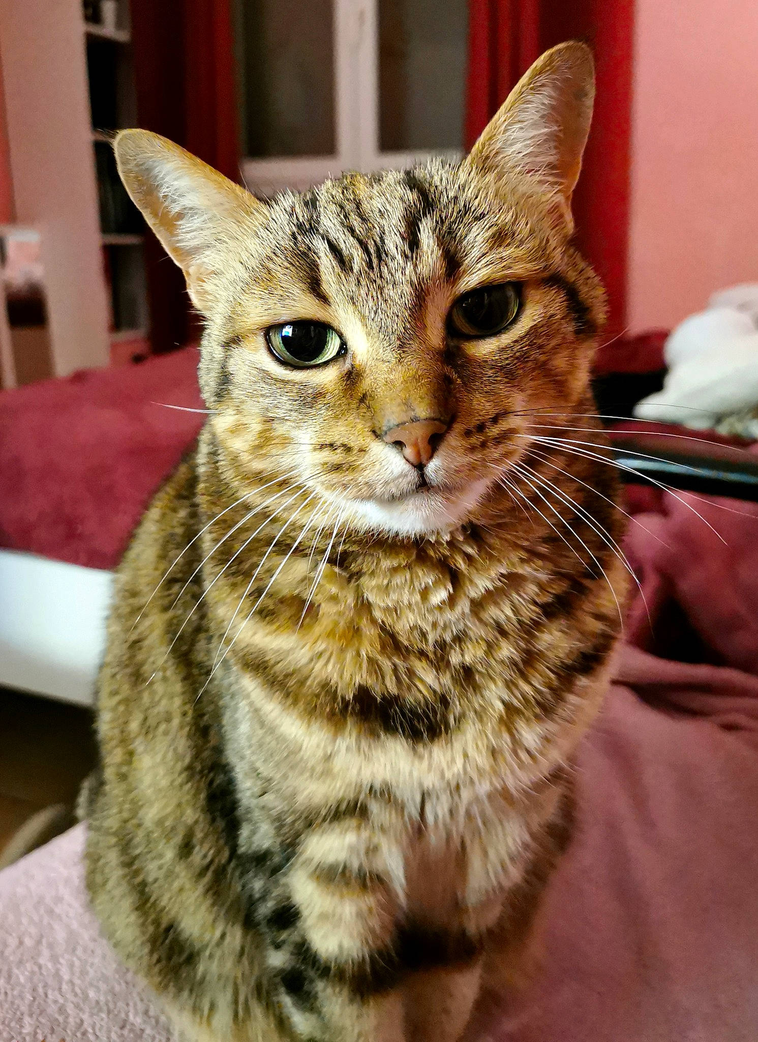 Bernie a rejoint le concours — aidez-le/la à gagner de superbes lots ! aegean_cat, american_shorthair, american_wirehair, asian, australian_mist, bengal, california_spangled, carnivore, cat, domestic_short_haired_cat, dragon_li, egyptian_mau, european_shorthair, felidae, mammal, ocicat, small_to_medium_sized_cats, tabby_cat, vertebrate, whiskers