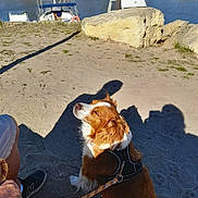 Enzo a rejoint le concours — aidez-le/la à gagner de superbes lots ! dog, spaniel, cavalier_king_charles_spaniel, pet, brown_and_white, long_hair, sitting, harness, leash, outdoor, waterfront, marina, boats, sailboat, lake, shoreline, sand, rocks, shadows, sunny