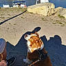 dog, spaniel, cavalier_king_charles_spaniel, pet, brown_and_white, long_hair, sitting, harness, leash, outdoor, waterfront, marina, boats, sailboat, lake, shoreline, sand, rocks, shadows, sunny
