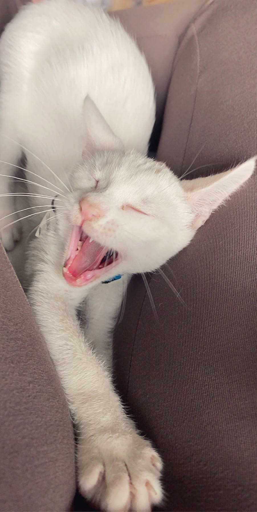 Granger joined the competition — help win amazing prizes! carnivore, cat, colorpoint_shorthair, facial_expression, felidae, fur, kitten, mouth, nap, nose, ojos_azules, oriental_longhair, polydactyl_cat, ragdoll, small_to_medium_sized_cats, snout, turkish_angora, turkish_van, whiskers, yawn