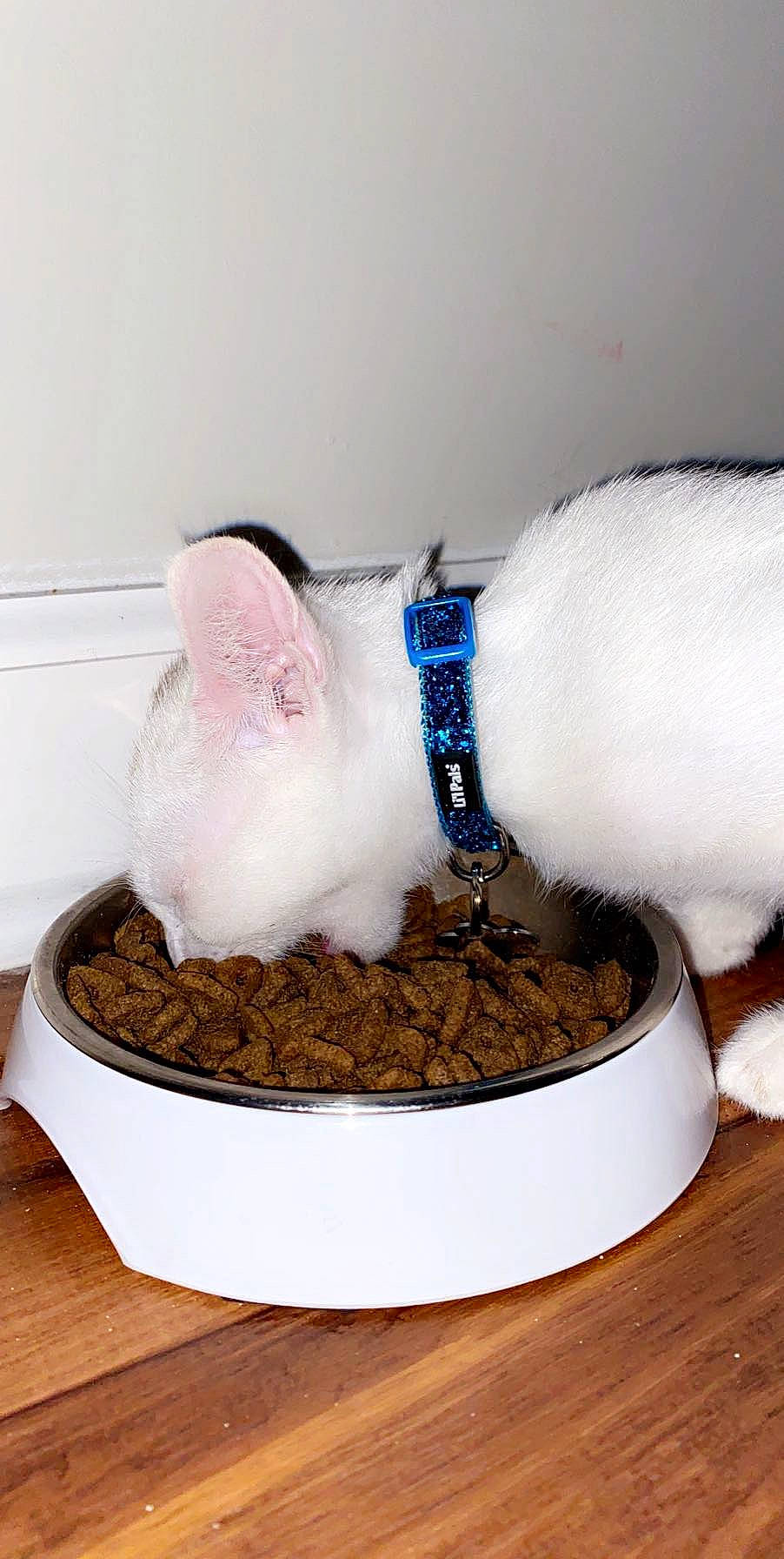 Granger is registered to the contest to win money with this photo: cat, cat_supply, felidae, kitten, litter_box, pet_supply, small_to_medium_sized_cats