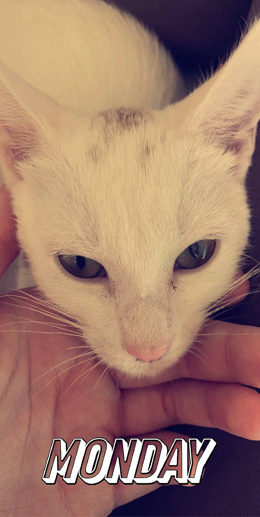 Granger joined the competition — help win amazing prizes! aegean_cat, asian, burmilla, carnivore, cat, colorpoint_shorthair, domestic_short_haired_cat, eye, felidae, javanese, khao_manee, mammal, nose, photo_caption, singapura, small_to_medium_sized_cats, snout, turkish_angora, vertebrate, whiskers