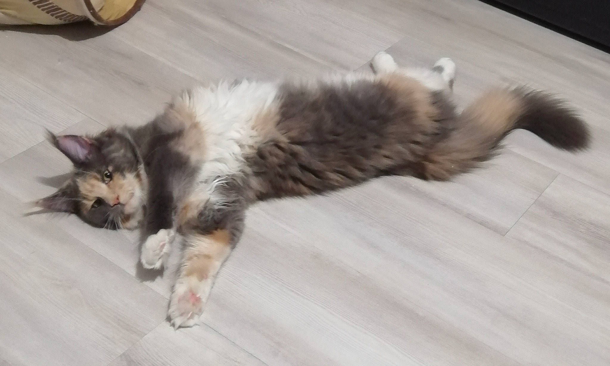 Tauriel participe au concours pour gagner de l'argent avec cette photo : carnivore, cat, claw, comfort, dog_breed, domestic_short_haired_cat, felidae, flooring, fur, hardwood, paw, small_to_medium_sized_cats, tail, terrestrial_animal, whiskers