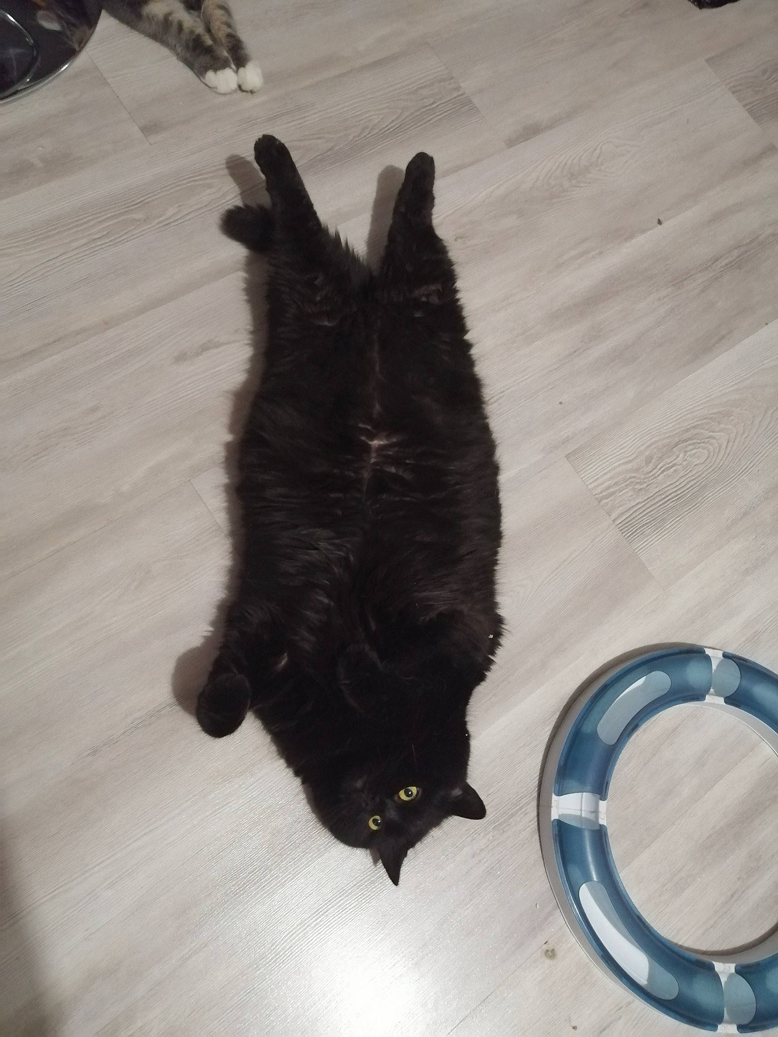 Réglisse a rejoint le concours — aidez-le/la à gagner de superbes lots ! black_cat, bombay, canidae, carnivore, cat, claw, dog_breed, domestic_short_haired_cat, electric_blue, felidae, flooring, fur, hardwood, paw, pet_supply, small_to_medium_sized_cats, sporting_group, tail, whiskers, wood