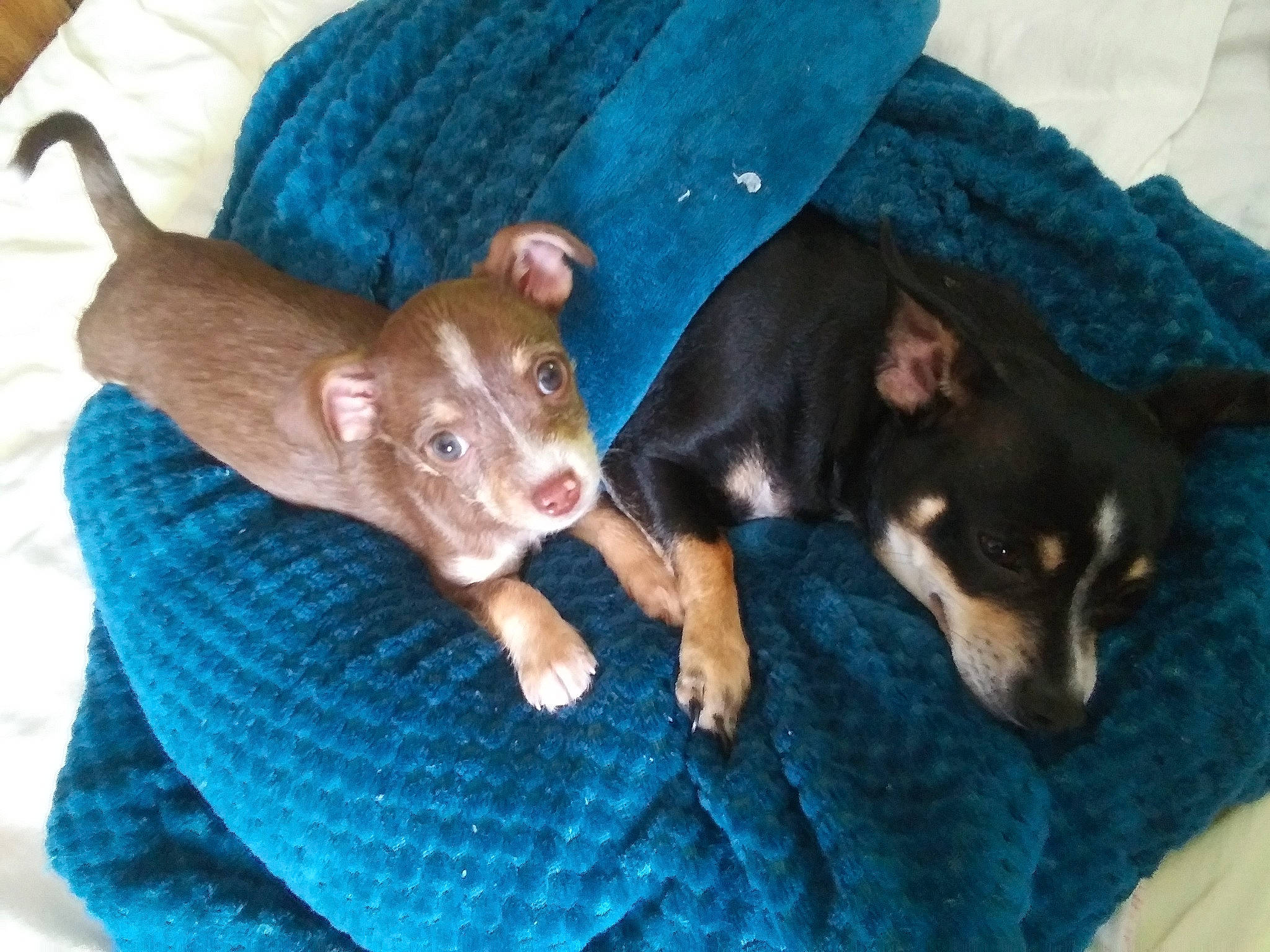 Charlie Brown is registered to the contest to win money with this photo: australian_kelpie, canidae, carnivore, chihuahua, dog, dog_breed, english_toy_terrier, fawn, feist, german_pinscher, guard_dog, mammal, miniature_pinscher, pinscher, prazsky_krysarik, puppy, russkiy_toy, toy_dog, toy_manchester_terrier, vertebrate