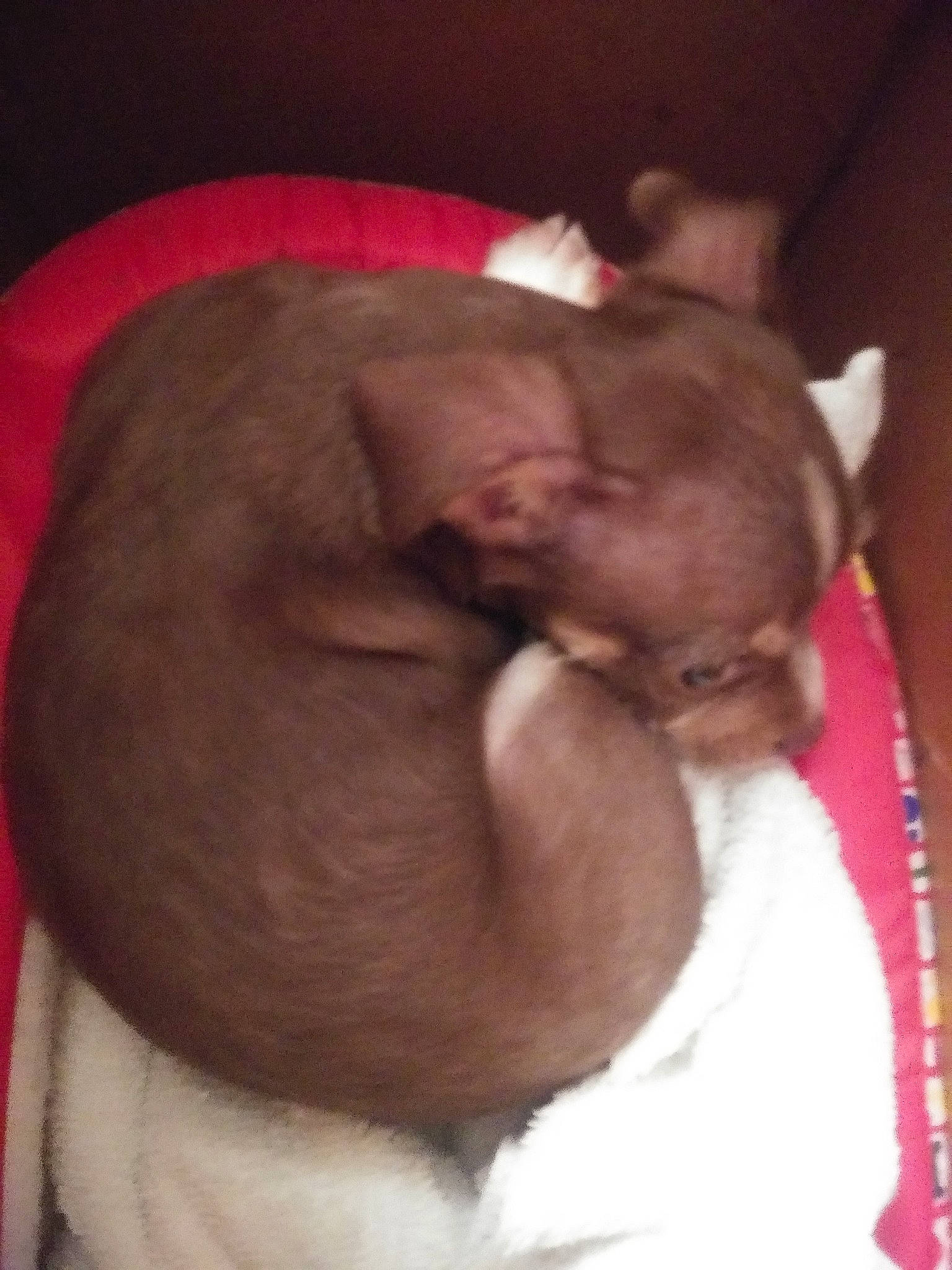 Charlie Brown is registered to the contest to win money with this photo: baby, canidae, carnivore, child, dog_breed, ear, fawn, head, interaction, neck, nose, skin, snout, toddler