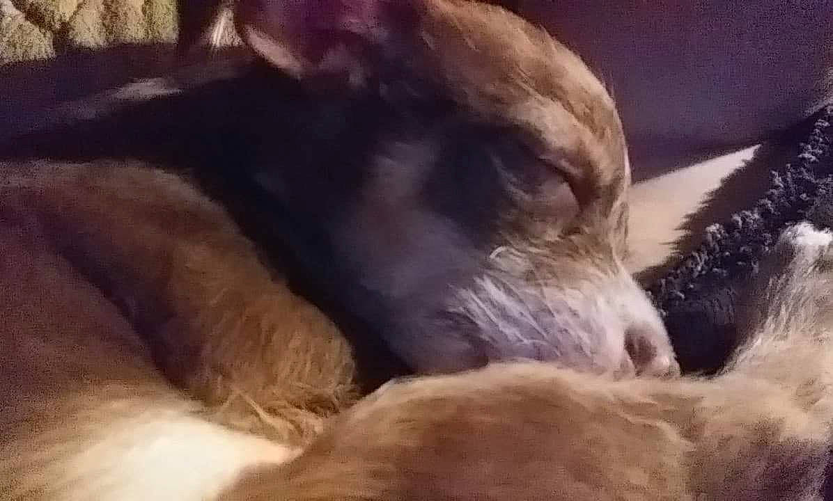 Charlie Brown joined the competition — help win amazing prizes! canidae, carnivore, dog, dog_breed, ear, fur, irish_wolfhound, love, nap, puppy, puppy_love, sleep, snout, sporting_group, street_dog