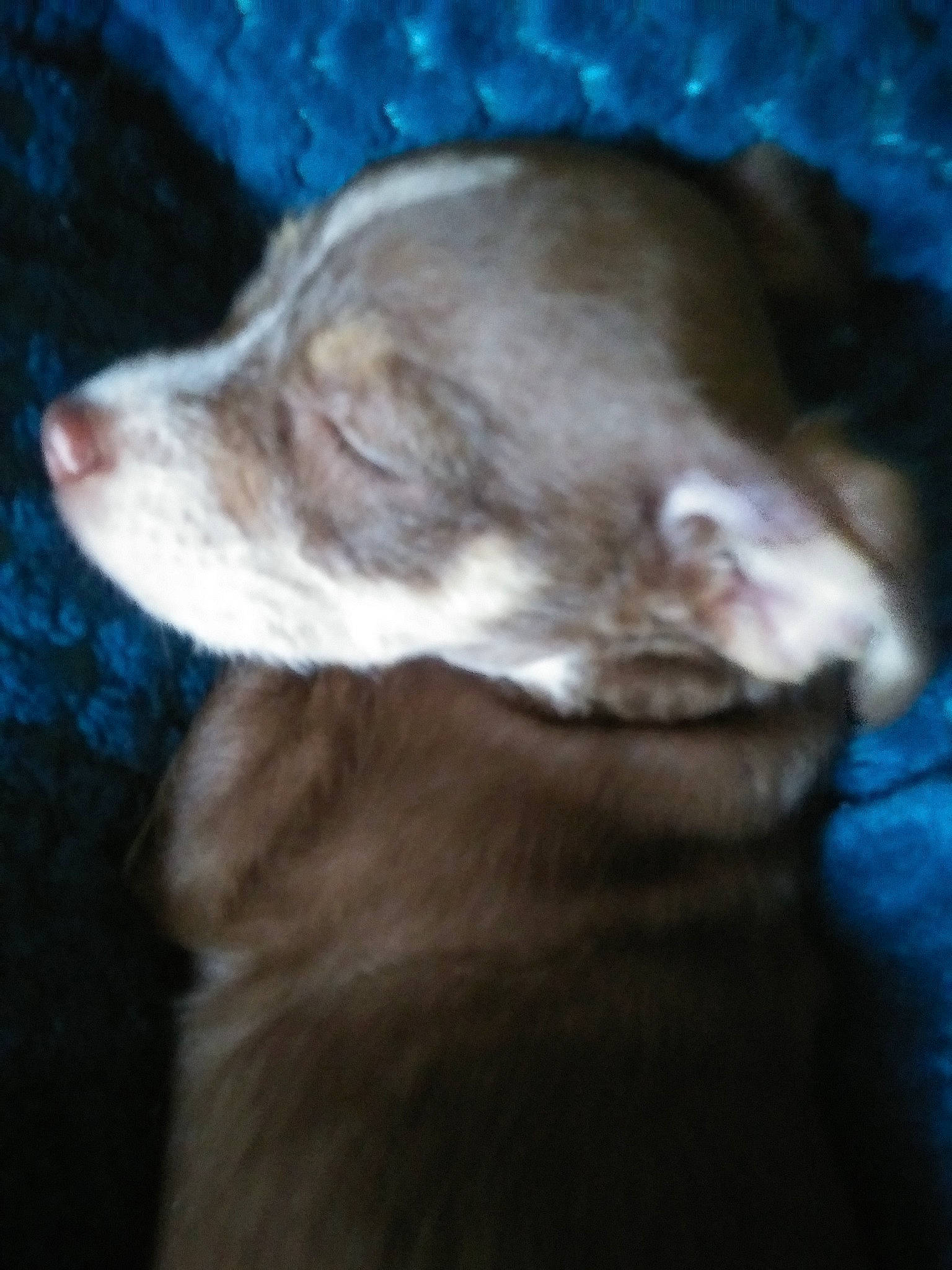 Charlie Brown is registered to the contest to win money with this photo: canidae, carnivore, dog, dog_breed, ear, fawn, puppy, snout, sporting_group