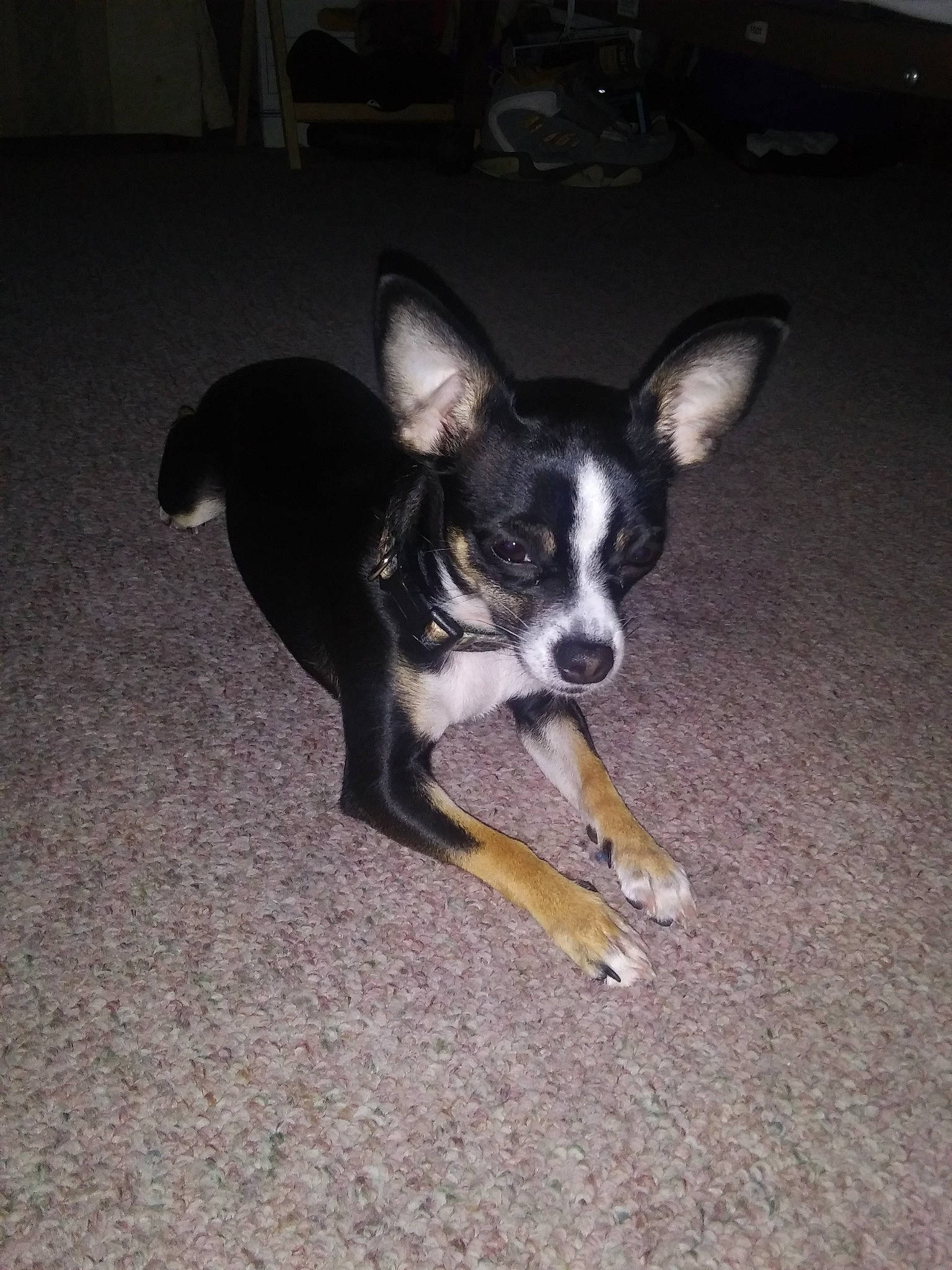 Izzy joined the competition — help win amazing prizes! canidae, cardigan_welsh_corgi, carnivore, chihuahua, corgi_chihuahua, dog, dog_breed, ear, english_toy_terrier, feist, mammal, miniature_fox_terrier, puppy, snout, sporting_group, tail, teddy_roosevelt_terrier, toy_dog, vertebrate