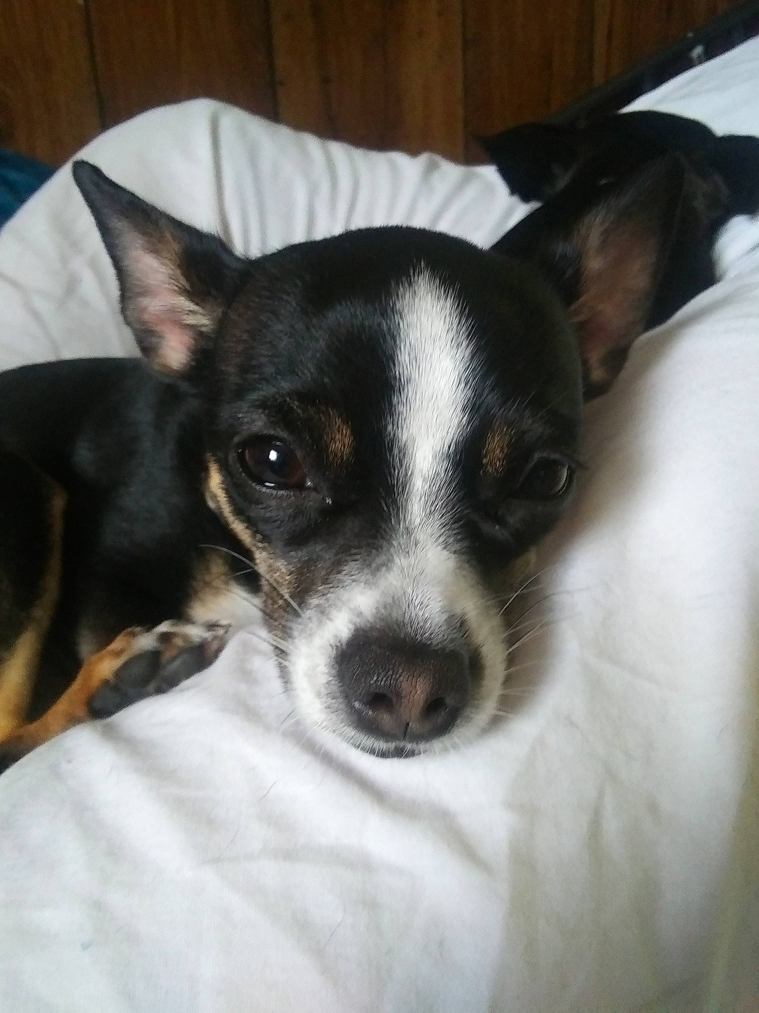 Izzy joined the competition — help win amazing prizes! canidae, carnivore, chilean_fox_terrier, corgi_chihuahua, dog, dog_breed, english_toy_terrier, feist, japanese_terrier, mammal, miniature_fox_terrier, prazsky_krysarik, rat_terrier, ratonero_bodeguero_andaluz, smooth_fox_terrier, snout, teddy_roosevelt_terrier, tenterfield_terrier, toy_fox_terrier, vertebrate