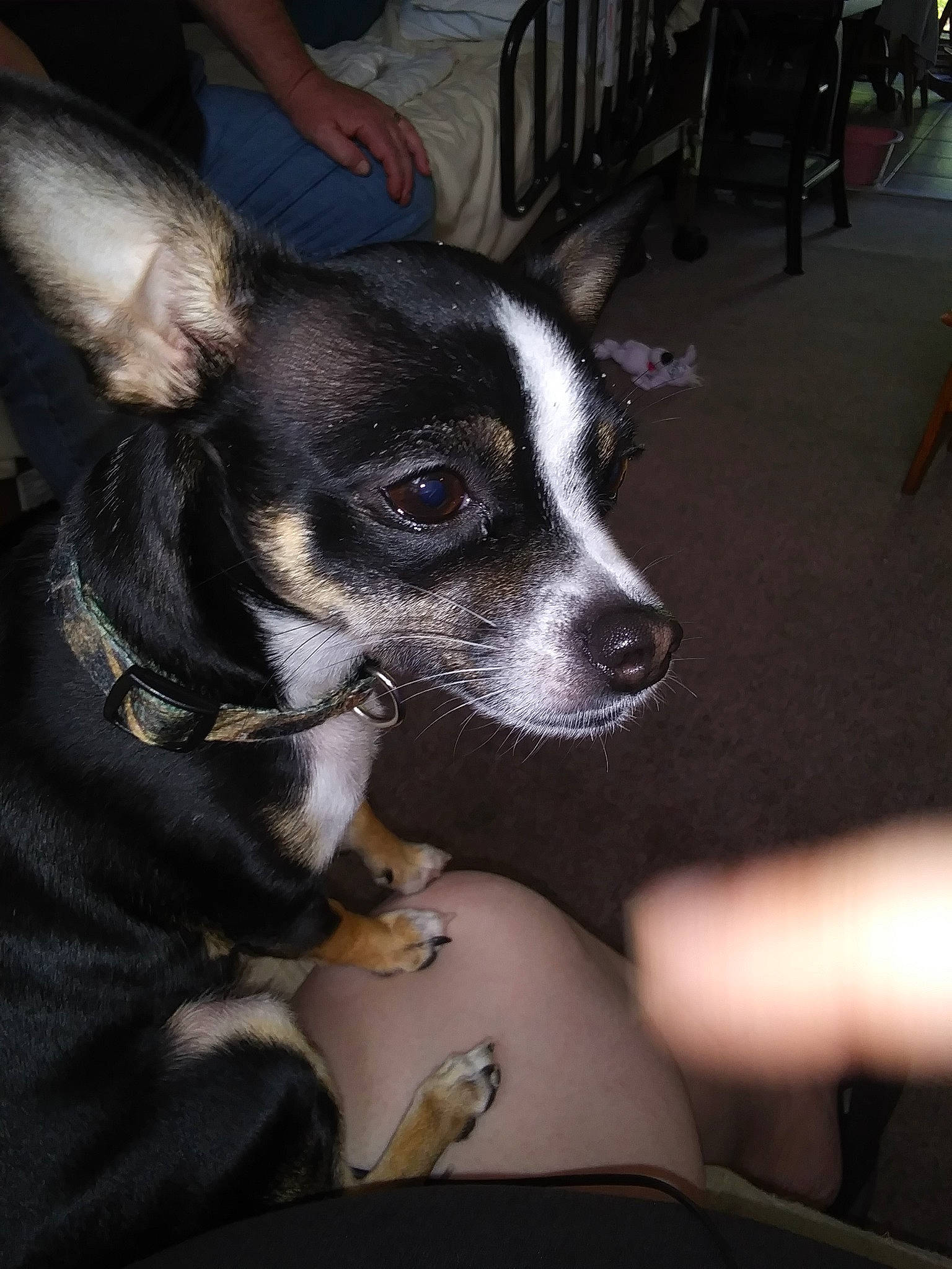 Izzy joined the competition — help win amazing prizes! canidae, carnivore, chihuahua, companion_dog, corgi_chihuahua, dog, dog_breed, ear, mammal, miniature_fox_terrier, puppy, rat_terrier, snout, toy_dog, toy_fox_terrier